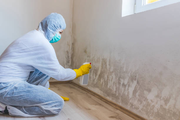 Licensed Attic Mold Remediation service in Skillman, NJ - Car Mold Remediation